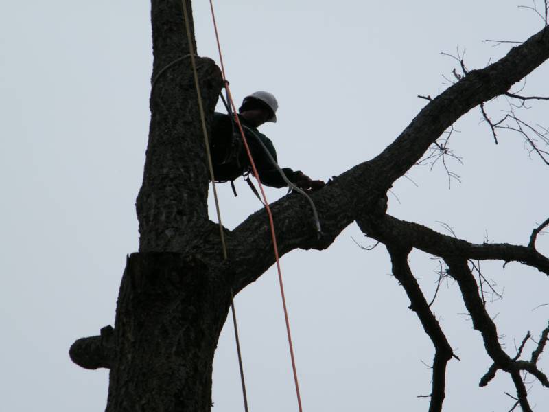 man in tree