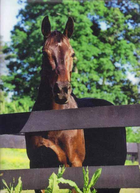 chloe the horse